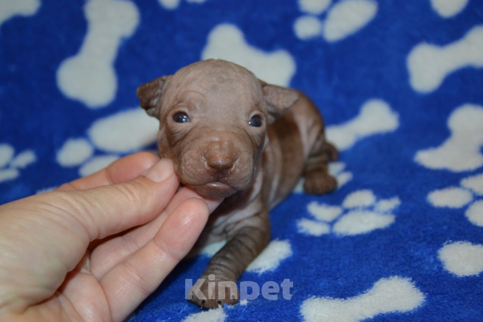 Собаки в Москве: Щенки американского голого терьера  Девочка, 40 000 руб. - фото 2