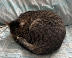 Кошки в Шахте: Потерялся кот Коржик Мальчик, 5 руб. - фото 3