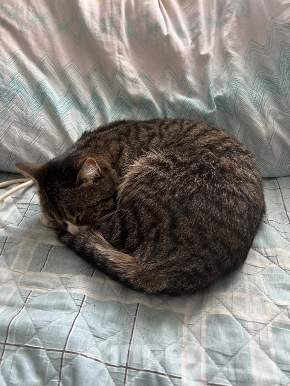 Кошки в Шахте: Потерялся кот Коржик Мальчик, 5 руб. - фото 3