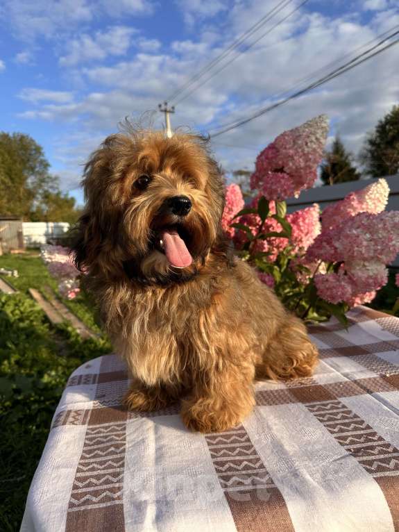 Собаки в Москве: Девочка Гаванский бишон  Девочка, 85 000 руб. - фото 4