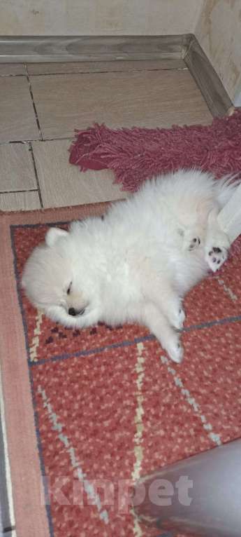 Собаки в Санкт-Петербурге: Щенок померанского шпица Девочка, 27 000 руб. - фото 2