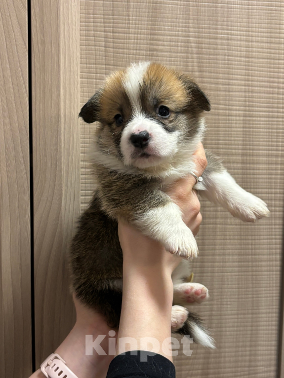 Собаки в Орле: Корги щенок Девочка, 45 000 руб. - фото 2