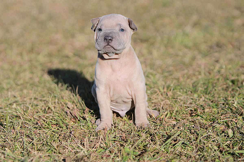Шарпей изабелловый кобель