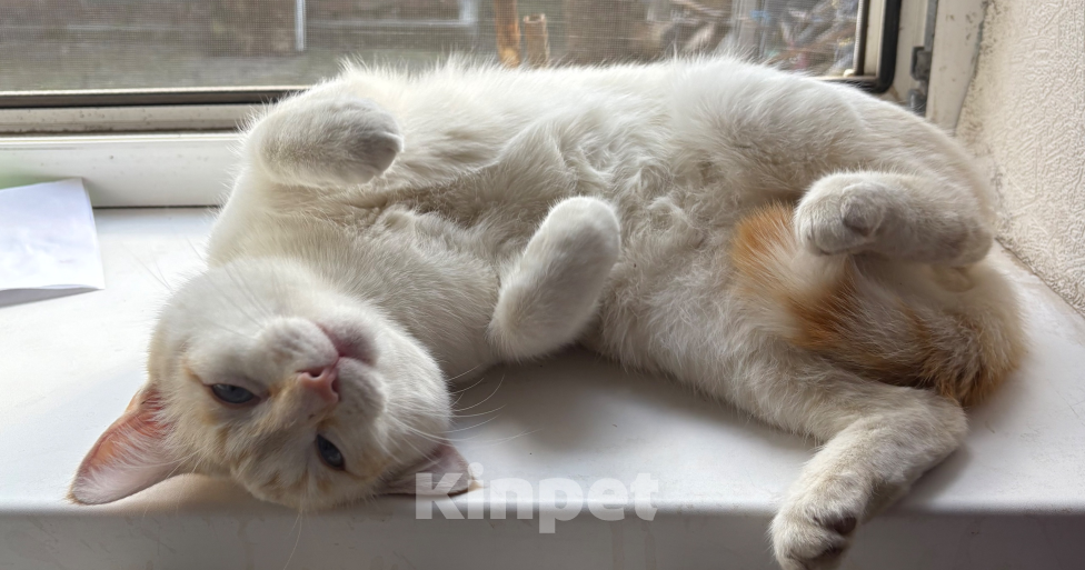 Кошки в Ростове-на-Дону: ПРОПАЛ КОТ !!! В районе частного сектора на Чкаловском Мальчик, Бесплатно - фото 3