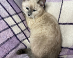 Кошки в Сосновом Бору: Котенок Мия Девочка, 3 500 руб. - фото 5