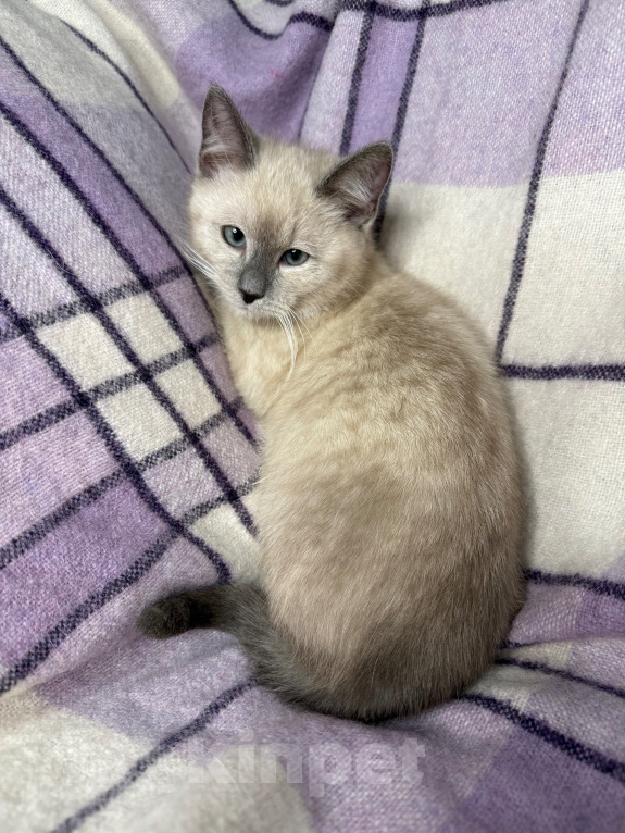 Кошки в Сосновом Бору: Котенок Мия Девочка, 3 500 руб. - фото 5