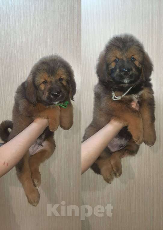 Собаки в Курганинске: Щенки тибетского мастифа  Девочка, Бесплатно - фото 8