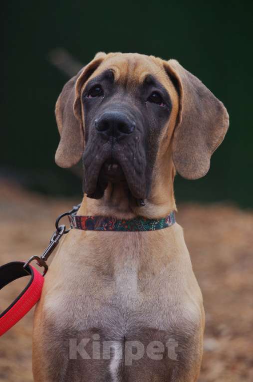 Собаки в других городах Приморского края: Щенок немецкого дога. Кобель Мальчик, Бесплатно - фото 4