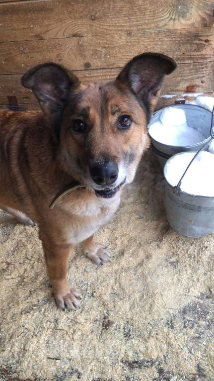 Собаки в Москве: Очаровательный ушастик Лёня из приюта Мальчик, Бесплатно - фото 4