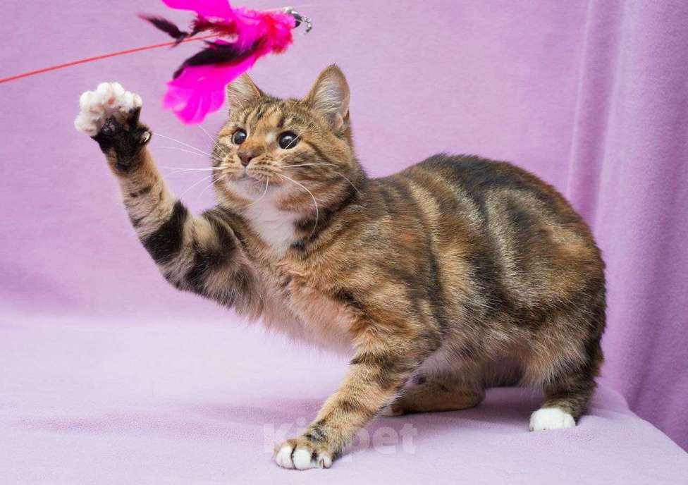 Кошки в Москве: Метис бенгала Келли ищет дом  Девочка, Бесплатно - фото 3