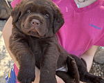 Собаки в Екатеринбурге: Щенки 🐶 лабрадора Девочка, Бесплатно - фото 1