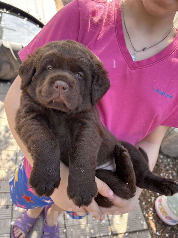 Собаки в Екатеринбурге: Щенки 🐶 лабрадора Девочка, Бесплатно - фото 1