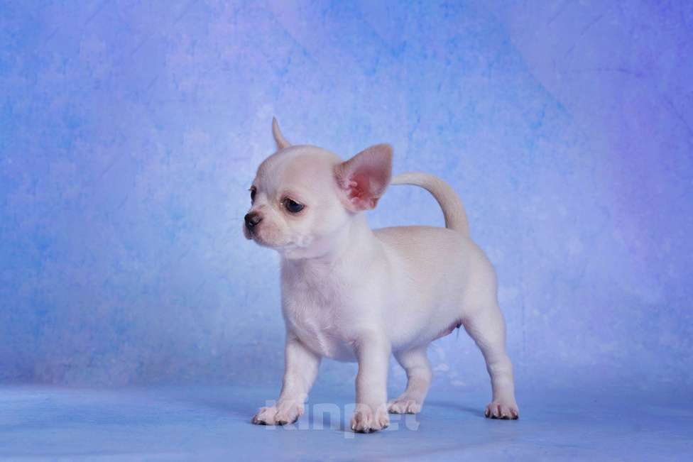 Собаки в Москве: Чихуахуа гладкошерстная девочка Девочка, Бесплатно - фото 1