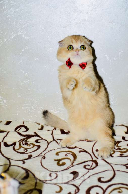 Кошки в Москве: Мальчик шотландский вислоухий Мальчик, 45 000 руб. - фото 3