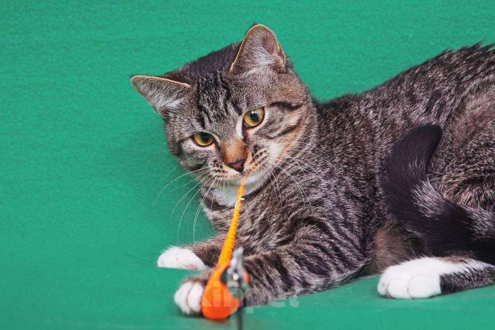 Кошки в Москве: Котёнок Яся ищет чудесный дом Девочка, 33 руб. - фото 5