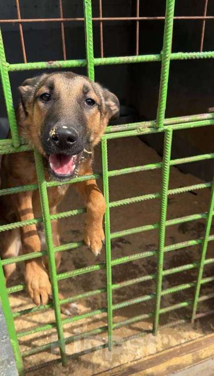 Собаки в Москве: Макс из приюта ищет дом  Мальчик, Бесплатно - фото 3