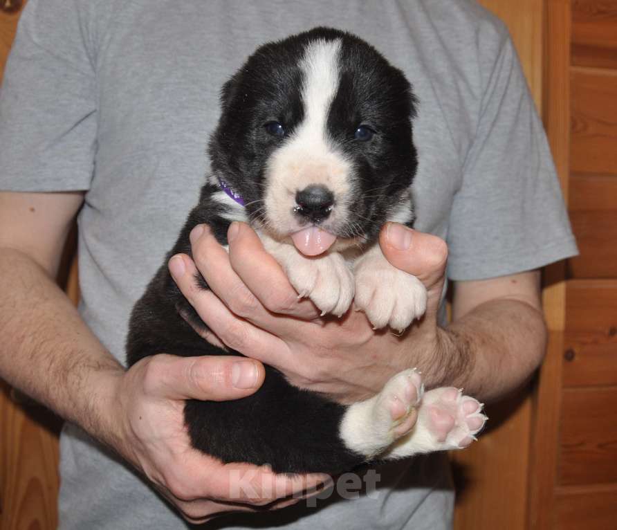 Собаки в Новосибирске: Щенок алабая (среднеазиатской овчарки) Мальчик, 50 000 руб. - фото 1