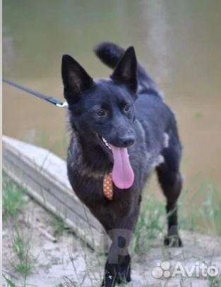 Собаки в Москве: Рада Девочка, Бесплатно - фото 3