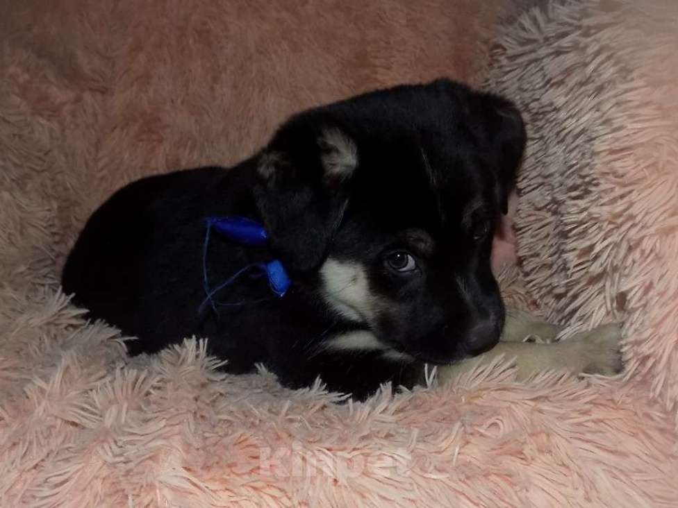 Собаки в Москве: Португальский поденгу, мальчик mix Мальчик, 20 000 руб. - фото 3