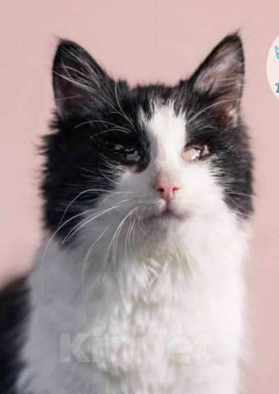 Кошки в Москве: Особенная Панда хочет домой! Девочка, Бесплатно - фото 6