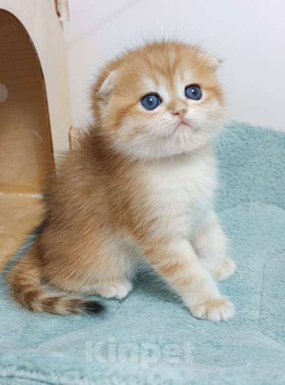 Кошки в Москве: Форбс Мальчик, 65 000 руб. - фото 1