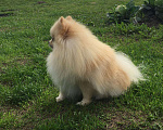 Собаки в Твери: Померанец, 1 руб. - фото 4