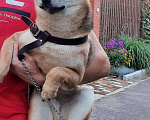Собаки в Краснодаре: Кобель Сиба-Ину  Мальчик, 15 000 руб. - фото 5
