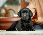 Собаки в Москве: Лабрадор чёрный (мальчик), питомник Мальчик, 55 000 руб. - фото 8