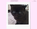 Кошки в Собинке: Котята-Экзоты, 6 500 руб. - фото 1