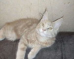 Кошки в Ленинске: Мейн Кун котята, 15 000 руб. - фото 6