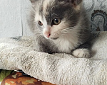 Кошки в Белово: Котёнок в добрые руки Девочка, Бесплатно - фото 3
