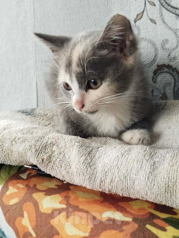 Кошки в Белово: Котёнок в добрые руки Девочка, Бесплатно - фото 3
