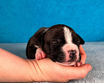Собаки в Москве: Красивый мальчик амстаффа Мальчик, 80 000 руб. - фото 6