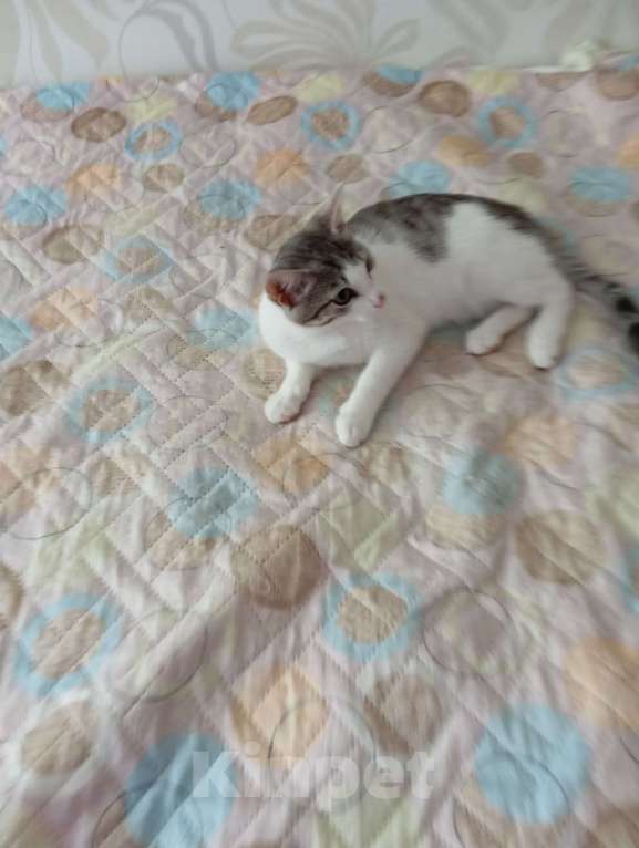 Кошки в Новосибирске: Суперласковый Василек Мальчик, Бесплатно - фото 7