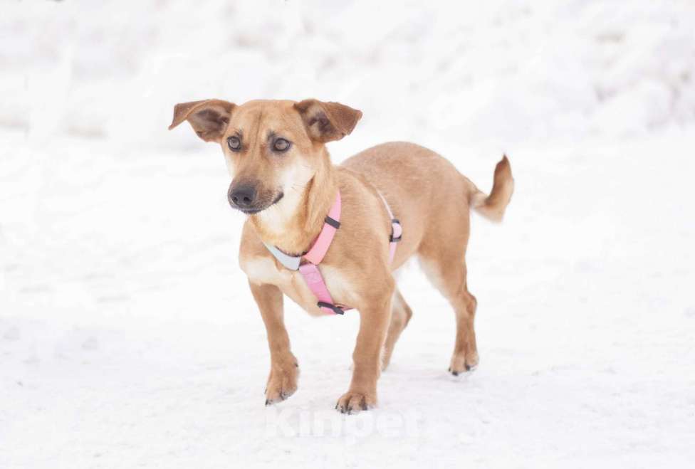 Собаки в Москве: Почти такса ласковая Флай в добрые руки Девочка, Бесплатно - фото 2