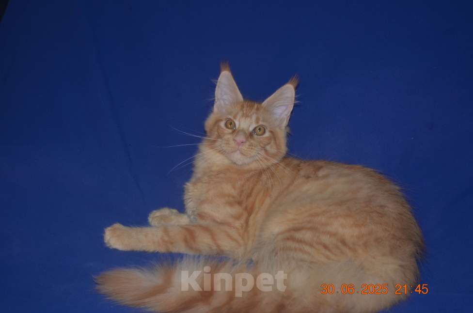 Кошки в Волгограде: Кошечки мейн-кун - для души и разведения Девочка, 5 000 руб. - фото 3