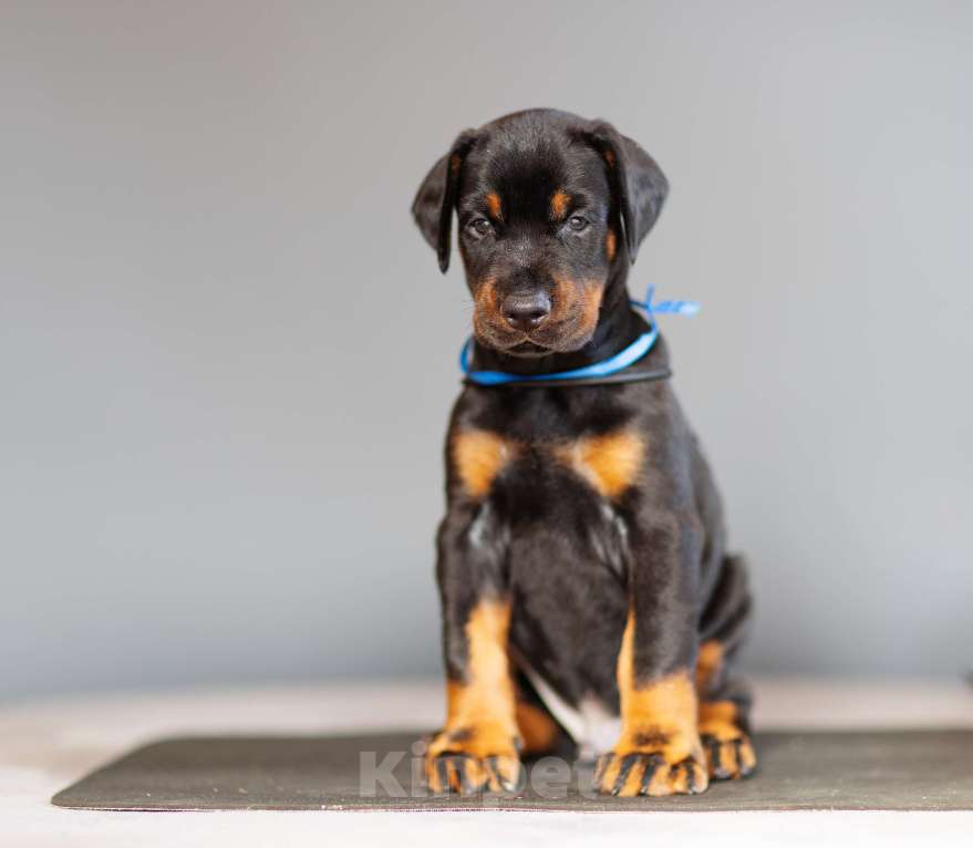 Собаки в Москве: Щенки добермана Мальчик, 110 000 руб. - фото 4