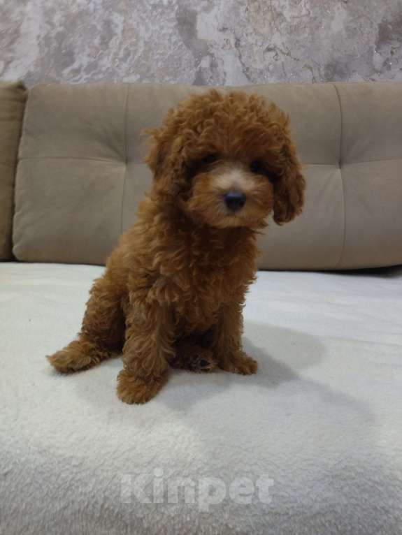 Собаки в Ковровом: Девочка той пудель Девочка, 80 000 руб. - фото 8