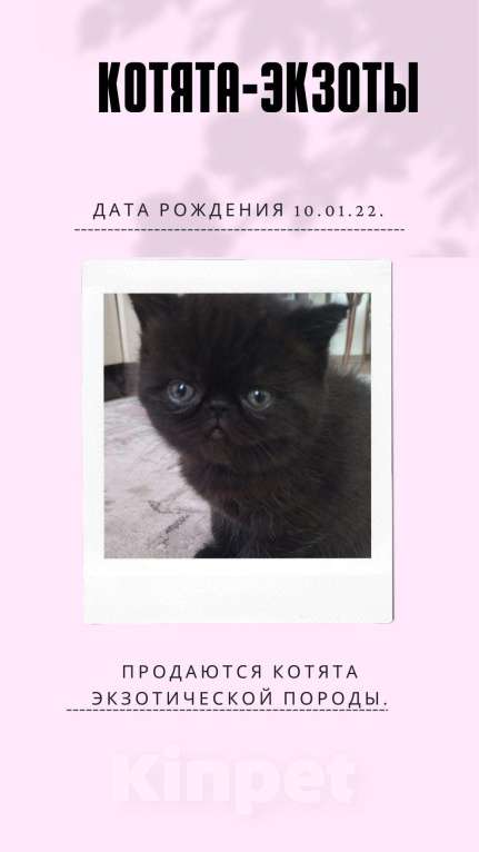 Кошки в Собинке: Котята-Экзоты, 6 500 руб. - фото 1