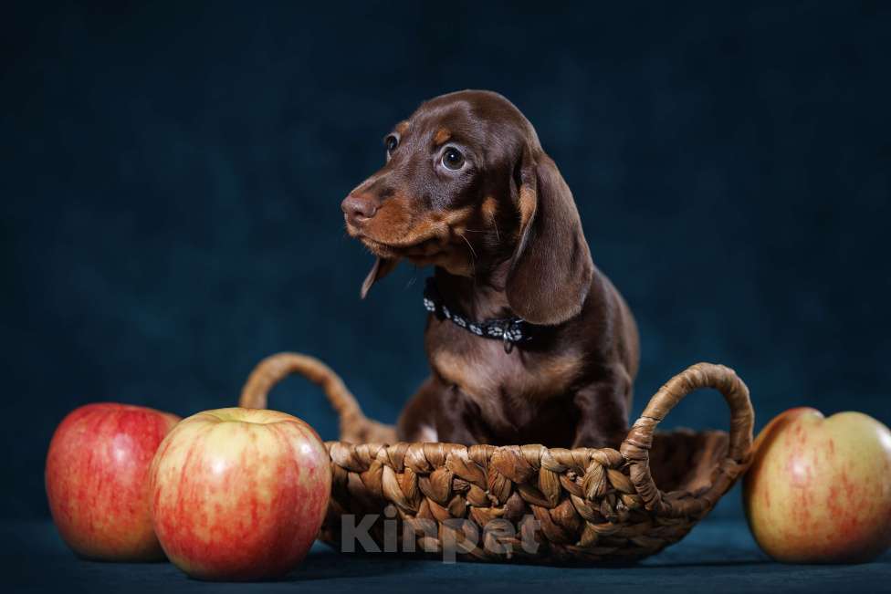 Собаки в Тюмени: Продается мальчик кроличьей/мини таксы Мальчик, 65 000 руб. - фото 1