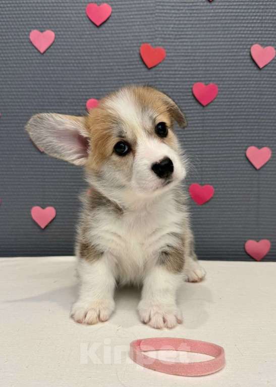 Собаки в Кургане: Щенок вельш корги пемброк, сука Девочка, 50 000 руб. - фото 2