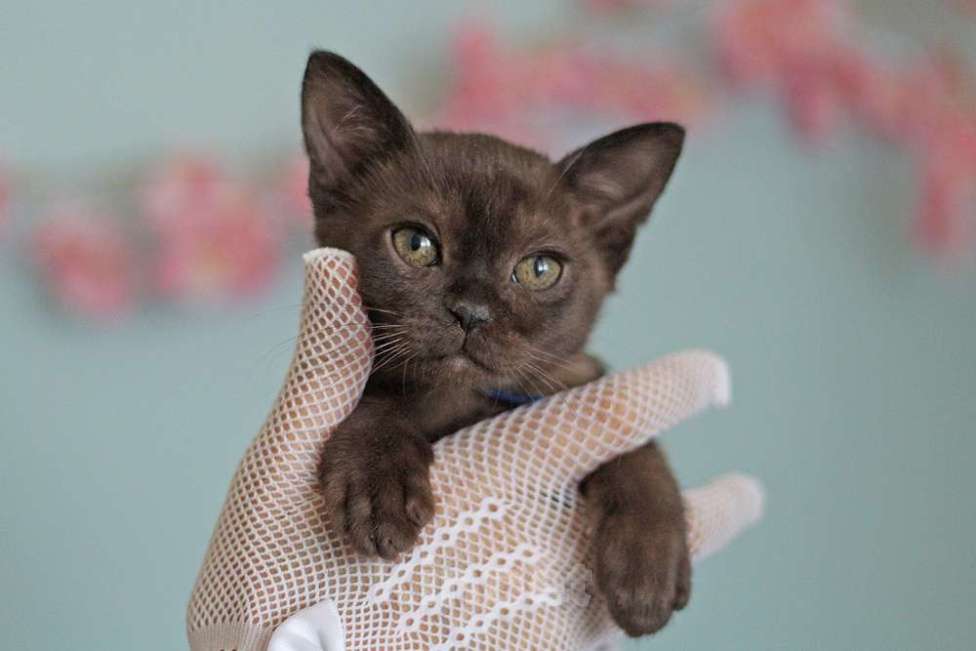 Кошки в Москве: Бурма - котята из питомника Разнополые, 90 000 руб. - фото 8