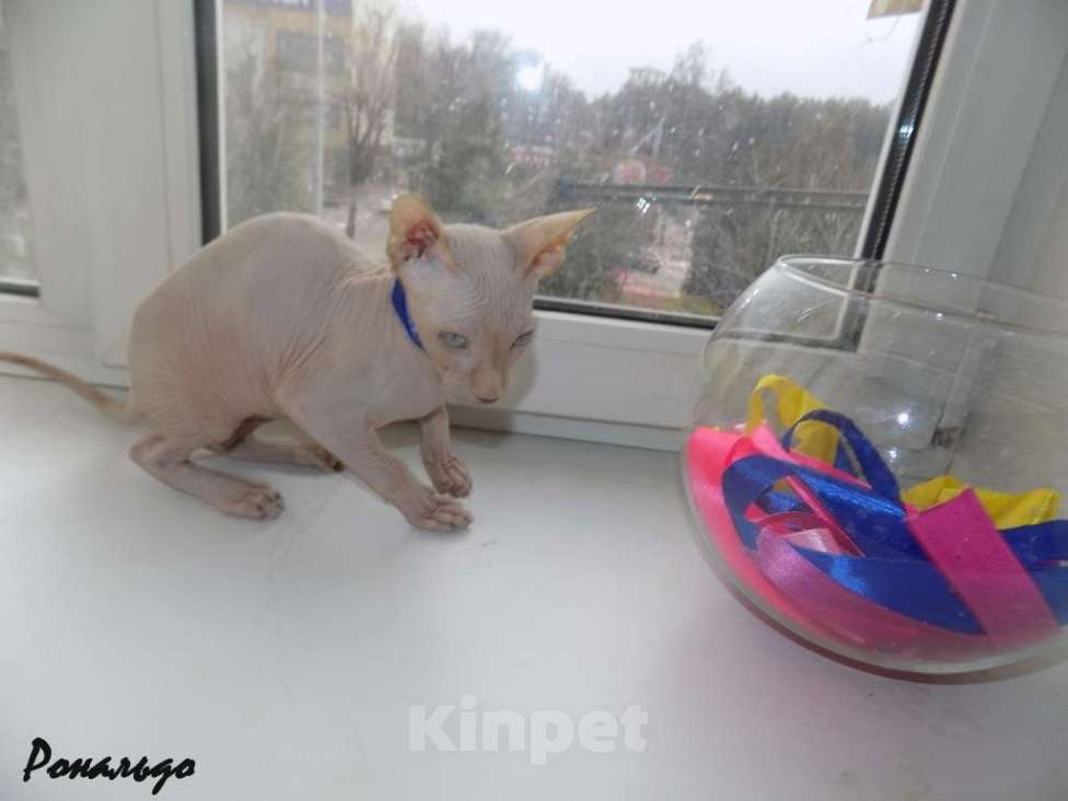 Кошки в Москве: Канадский сфинкс, мальчик Мальчик, 20 000 руб. - фото 3