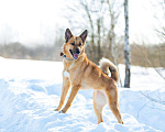 Собаки в Москве: Рыжуля в поисках семьи  Девочка, Бесплатно - фото 5