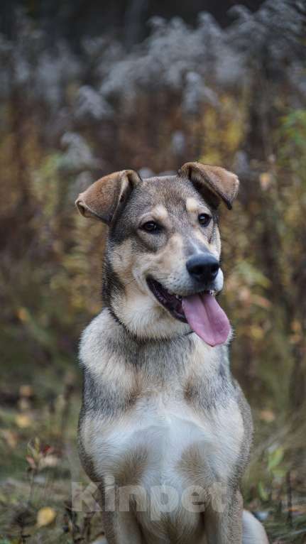 Собаки в Ногинске: Марти - веселый щенок в поиске дома Мальчик, Бесплатно - фото 8