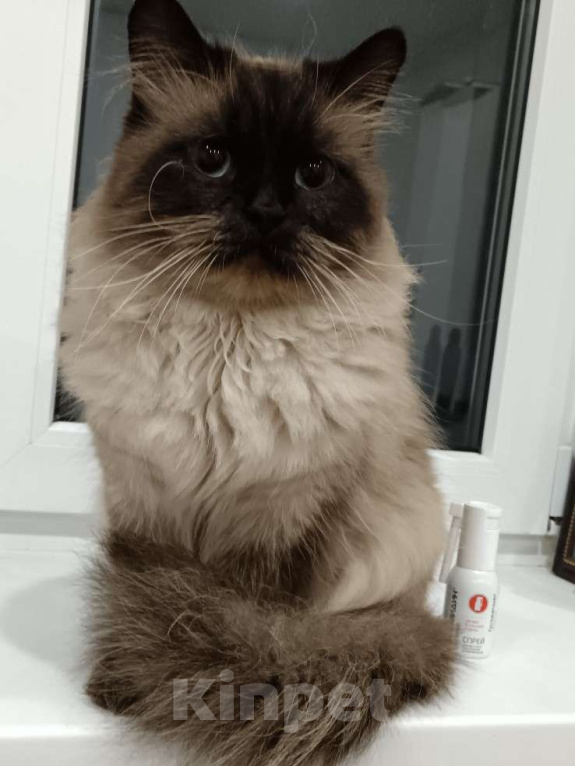 Кошки в Кропоткине: Невско маскарадный кот Мальчик, 13 000 руб. - фото 1