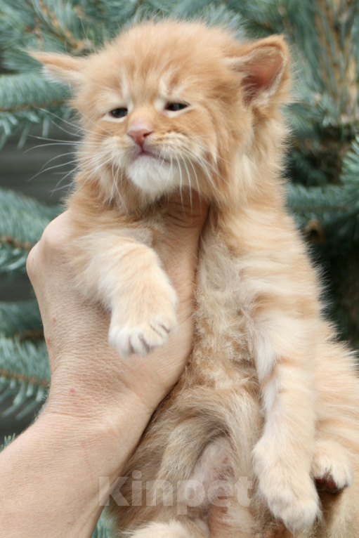 Кошки в Санкт-Петербурге: Мейн кун котята Мальчик, Бесплатно - фото 3