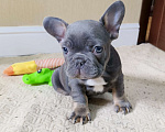 Собаки в Белореченске: Французский бульдог Мальчик, Бесплатно - фото 2