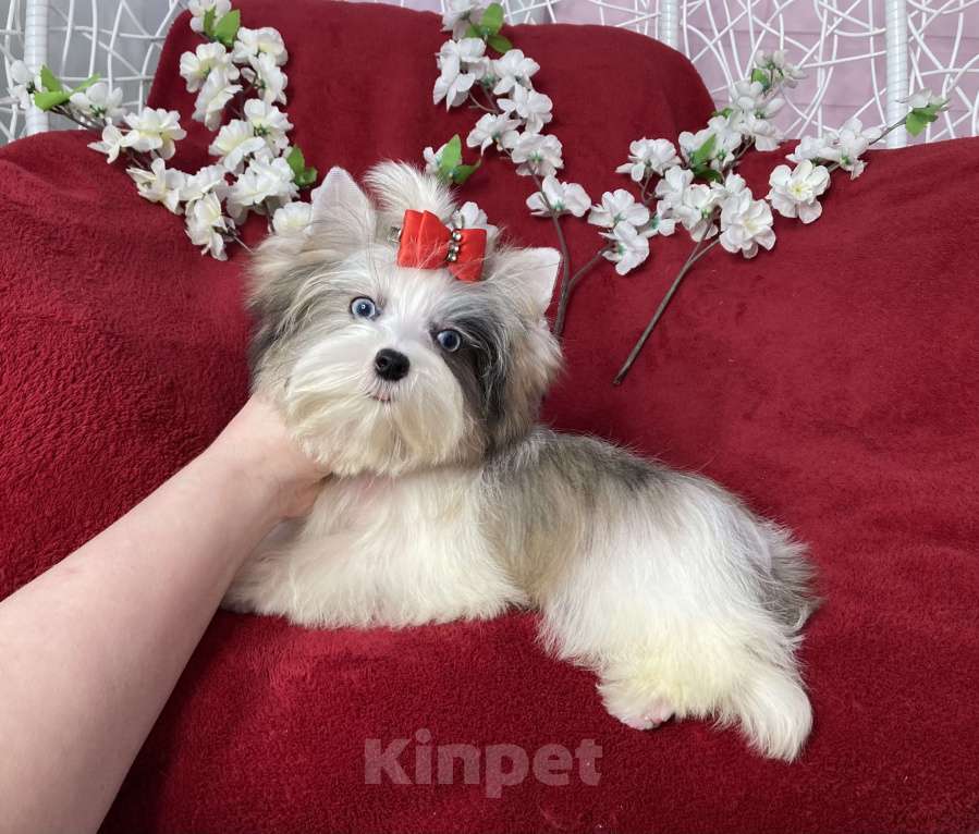 Собаки в Москве: Йорк с двумя голубыми глазами мальчик мини Мальчик, 130 000 руб. - фото 6