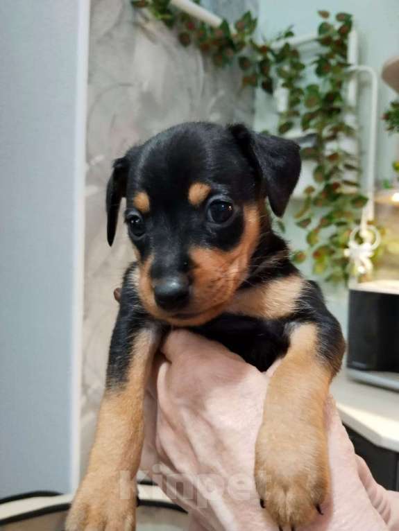 Собаки в Батайске: Продаю щенка цвергпинчера  Мальчик, 5 000 руб. - фото 1